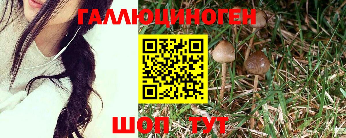 Острогожск  продажа наркотиков  Вход с VPN  Галлюциногенные грибы Psilocybe 